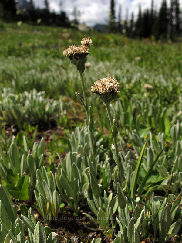 woolly pussytoes (Antennaria lanata) [Heather Pass, Okanogan-Wenatchee National Forest, Chelan County, Washington]