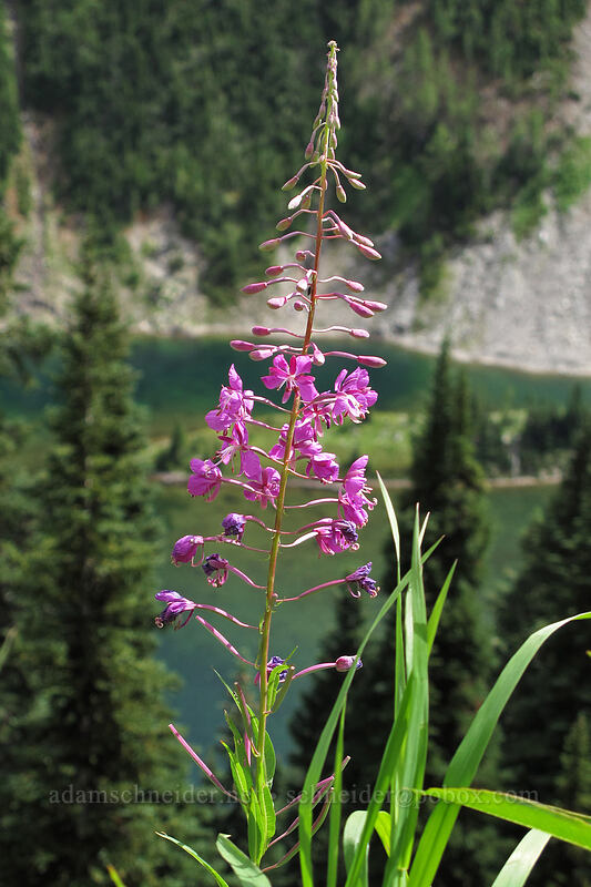 fireweed (Chamerion angustifolium (Chamaenerion angustifolium) (Epilobium angustifolium)) [Maple Pass Trail, Okanogan-Wenatchee National Forest, Chelan County, Washington]