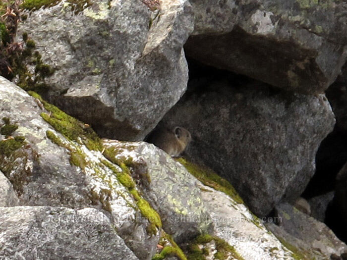 pika (Ochotona princeps fenisex) [Maple Pass Trail, Okanogan-Wenatchee National Forest, Chelan County, Washington]