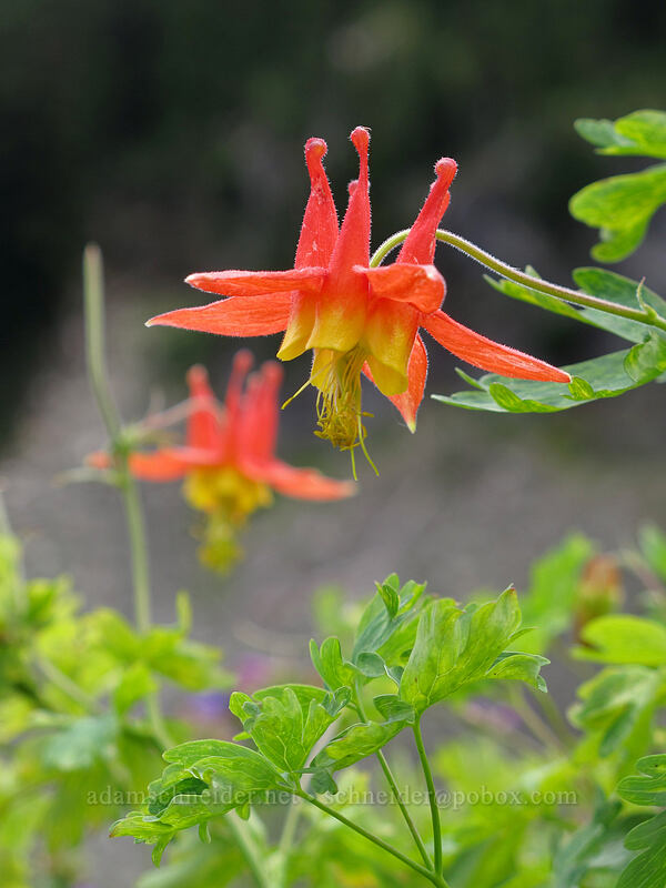columbine (Aquilegia formosa) [Maple Pass Trail, Okanogan-Wenatchee National Forest, Chelan County, Washington]