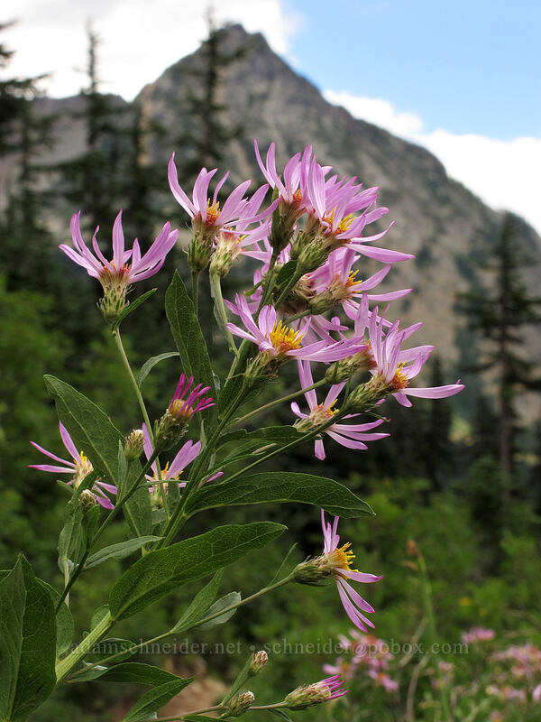 Engelmann's asters (Doellingeria engelmannii (Eucephalus engelmannii) (Aster engelmannii)) [Maple Pass Trail, Okanogan-Wenatchee National Forest, Chelan County, Washington]