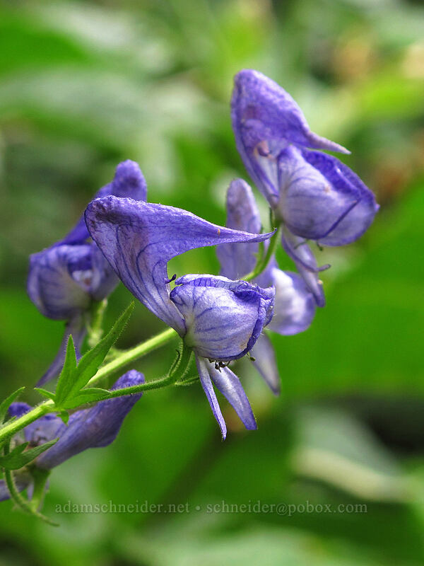monkshood (Aconitum columbianum) [Maple Pass Trail, Okanogan-Wenatchee National Forest, Chelan County, Washington]