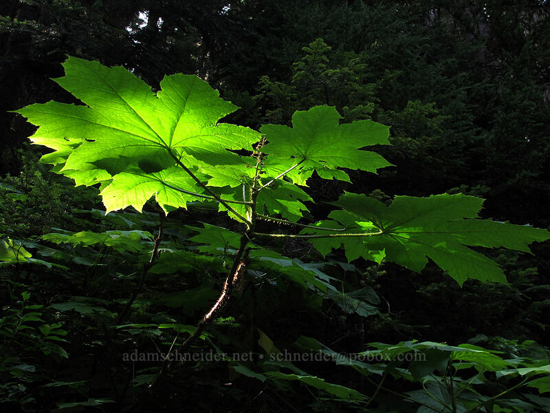 devil's club (Oplopanax horridus) [Maple Pass Trail, Okanogan-Wenatchee National Forest, Chelan County, Washington]