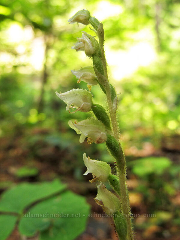 rattlesnake-plantain orchid (Goodyera oblongifolia) [McKenzie River Trail, Willamette National Forest, Linn County, Oregon]