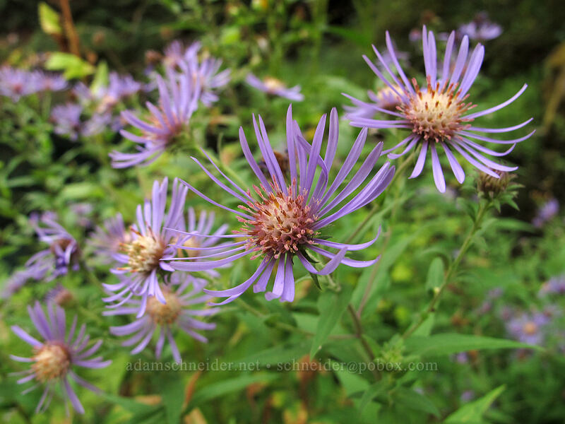 Douglas' aster (Symphyotrichum subspicatum (Aster subspicatus)) [Tamolitch Pool, Willamette National Forest, Linn County, Oregon]