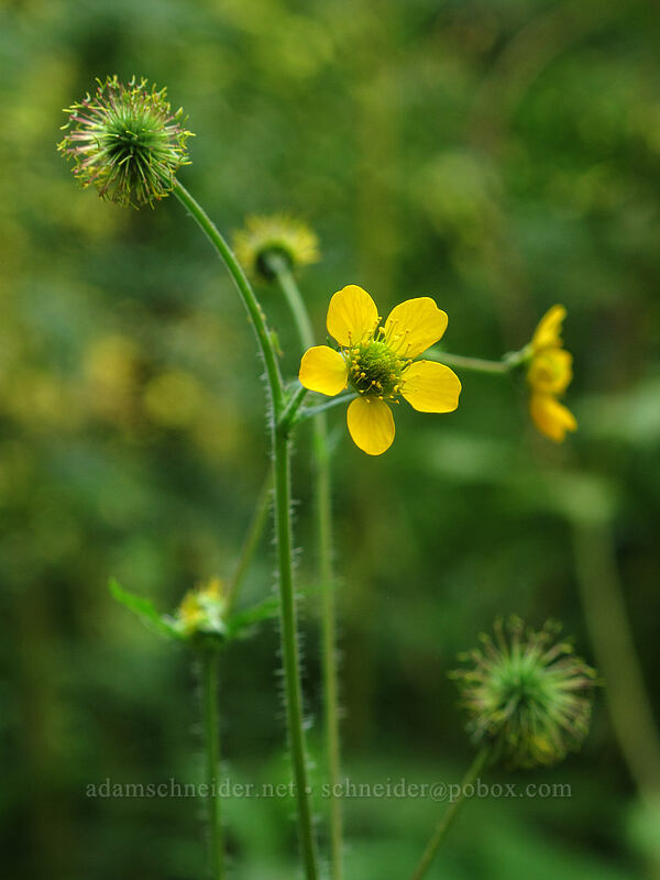 large-leaf avens (Geum macrophyllum) [Tamolitch Pool, Willamette National Forest, Linn County, Oregon]