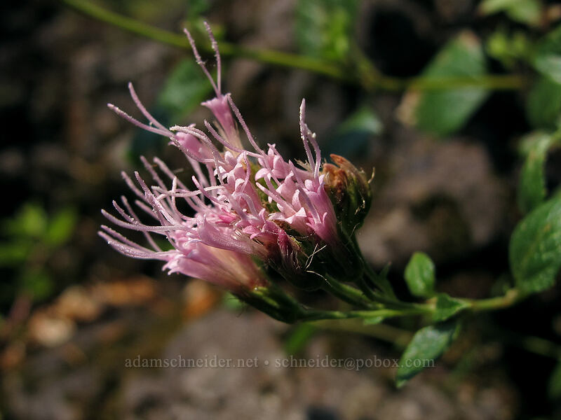 western snakeroot (Ageratina occidentalis (Eupatorium occidentale)) [Tamolitch Pool, Willamette National Forest, Linn County, Oregon]
