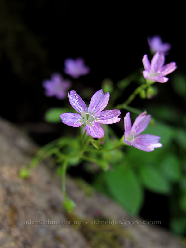 little-leaf montia (Montia parvifolia (Claytonia parvifolia)) [McKenzie River Trail, Willamette National Forest, Linn County, Oregon]