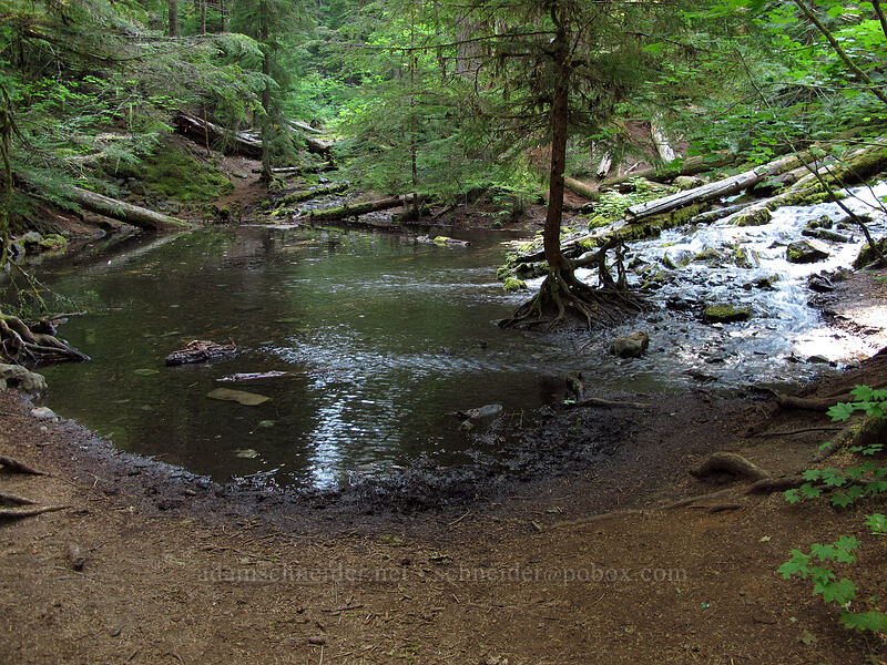 dead-end pool [Proxy Falls Trail, Willamette National Forest, Lane County, Oregon]