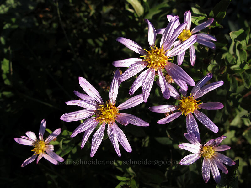 Cascade asters (Doellingeria ledophylla (Eucephalus ledophyllus) (Aster ledophyllus)) [Sunrise Rim Trail, Mount Rainier National Park, Pierce County, Washington]