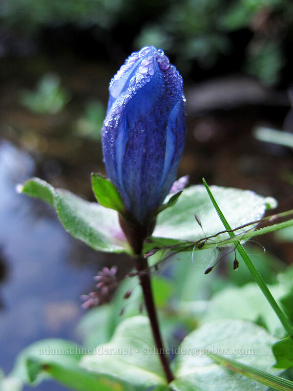explorer's gentian (Gentiana calycosa) [Sunrise Rim Trail, Mount Rainier National Park, Pierce County, Washington]