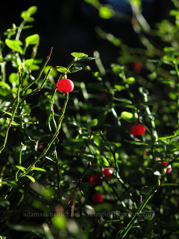 grouse whortleberries (Vaccinium scoparium) [Sunrise Rim Trail, Mount Rainier National Park, Pierce County, Washington]