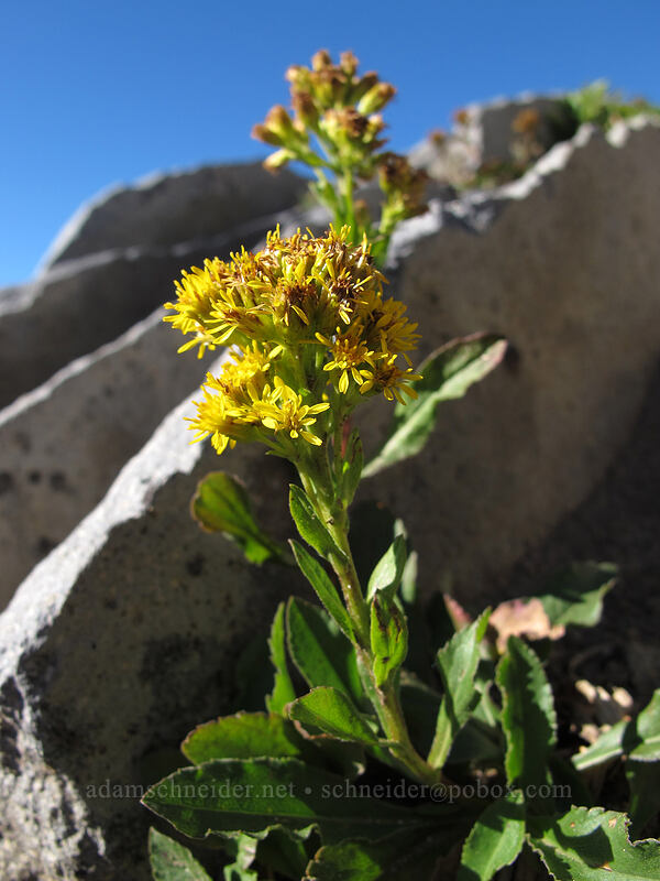 goldenrod (Solidago multiradiata) [Emmons Overlook, Mount Rainier National Park, Pierce County, Washington]