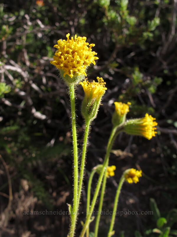 Parry's arnica (Arnica parryi) [Sunrise Rim Trail, Mount Rainier National Park, Pierce County, Washington]