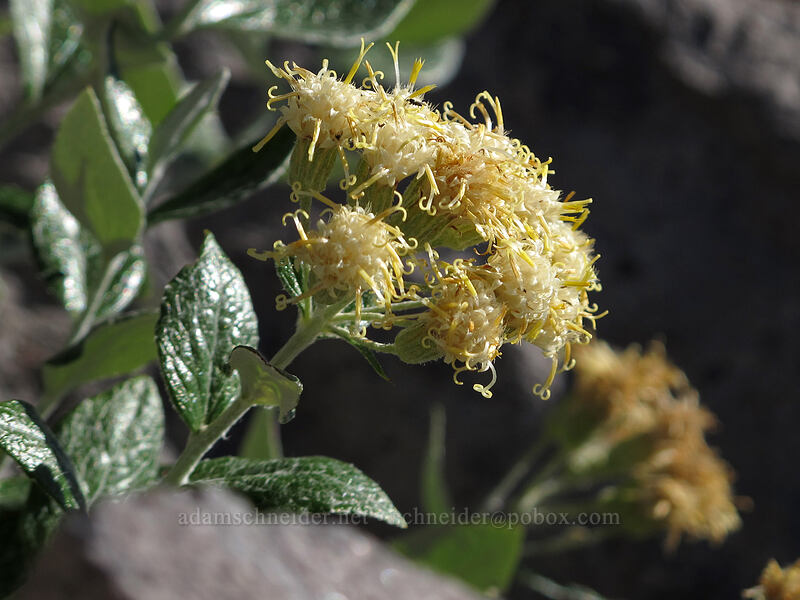 silverback luina (Luina hypoleuca) [Sunrise Rim Trail, Mount Rainier National Park, Pierce County, Washington]