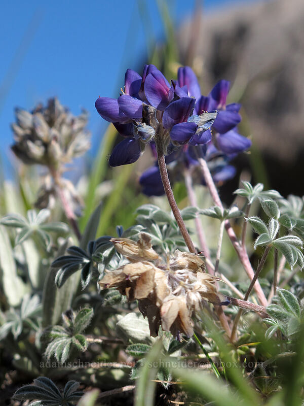 dwarf lupine (Lupinus lepidus var. lobbii) [Sunrise Rim Trail, Mount Rainier National Park, Pierce County, Washington]