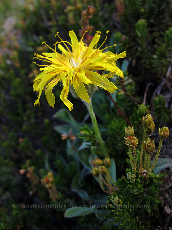 smooth mountain agoseris (Nothocalais alpestris (Microseris alpestris)) [Burroughs-Skyscraper ridge, Mount Rainier National Park, Pierce County, Washington]