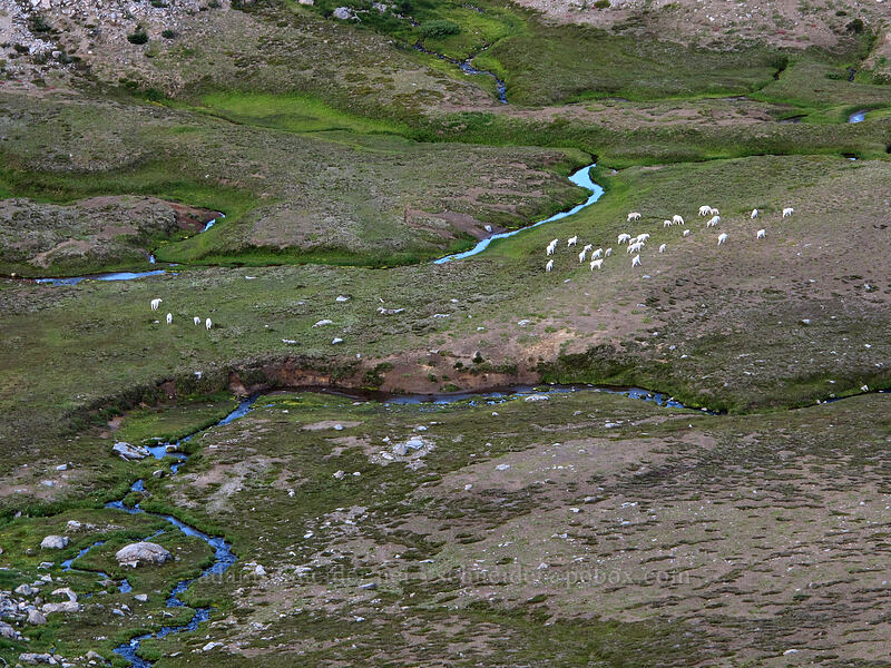 mountain goats (Oreamnos americanus) [Burroughs-Skyscraper ridge, Mount Rainier National Park, Pierce County, Washington]