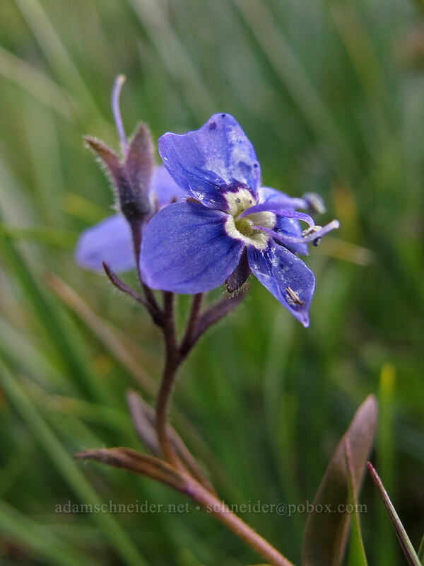 Cusick's speedwell (Veronica cusickii) [north of Burroughs Mountain, Mount Rainier National Park, Pierce County, Washington]