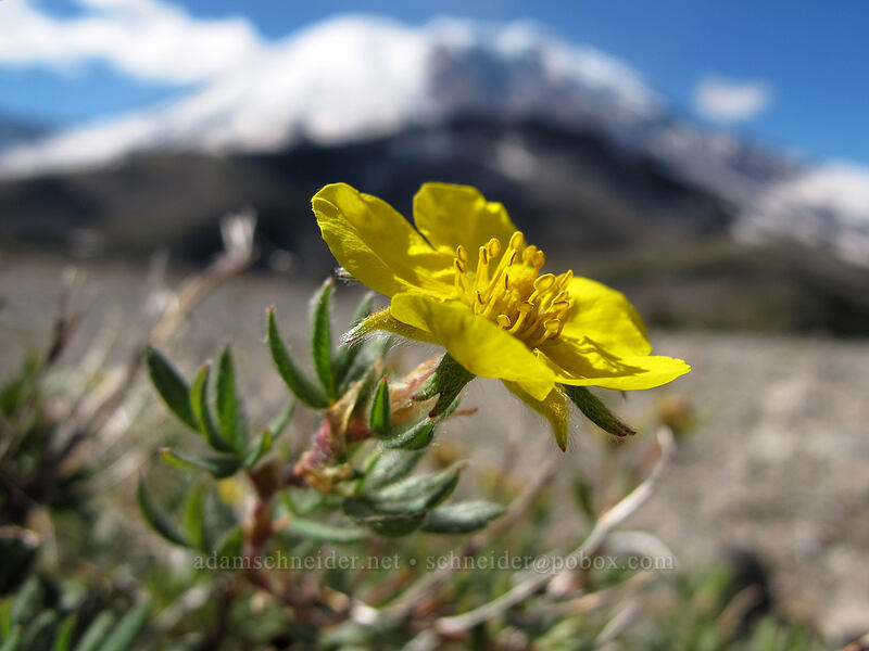 shrubby cinquefoil (Dasiphora fruticosa (Potentilla fruticosa)) [Burroughs-Skyscraper ridge, Mount Rainier National Park, Pierce County, Washington]