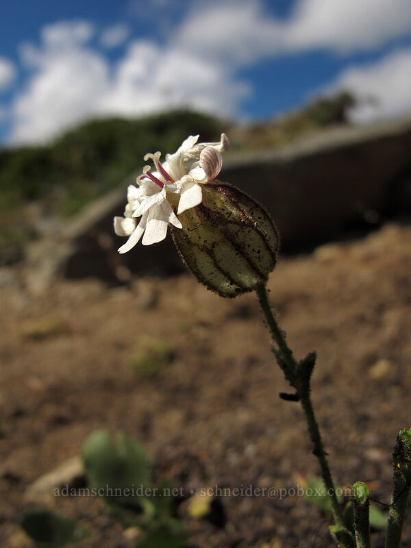 Parry's catchfly (Silene parryi) [Skyscraper Mountain, Mount Rainier National Park, Pierce County, Washington]