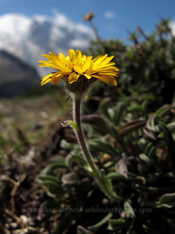 alpine yellow fleabane (Erigeron aureus) [Skyscraper Mountain, Mount Rainier National Park, Pierce County, Washington]