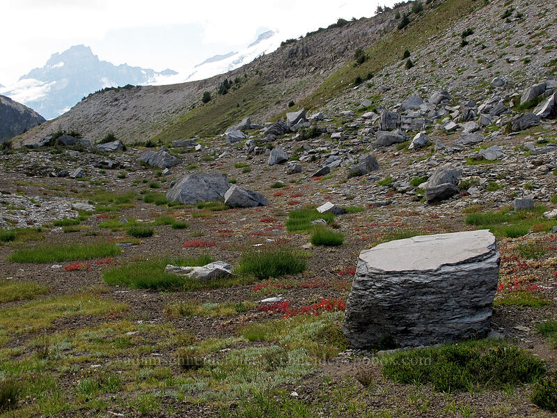 rock garden [Berkeley Park, Mount Rainier National Park, Pierce County, Washington]