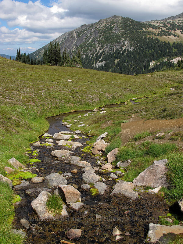 spring [Berkeley Park, Mount Rainier National Park, Pierce County, Washington]