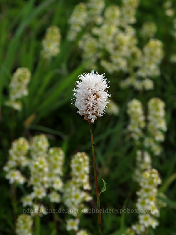western bistort & partridgefoot (Bistorta bistortoides (Polygonum bistortoides), Luetkea pectinata) [Berkeley Park, Mount Rainier National Park, Pierce County, Washington]