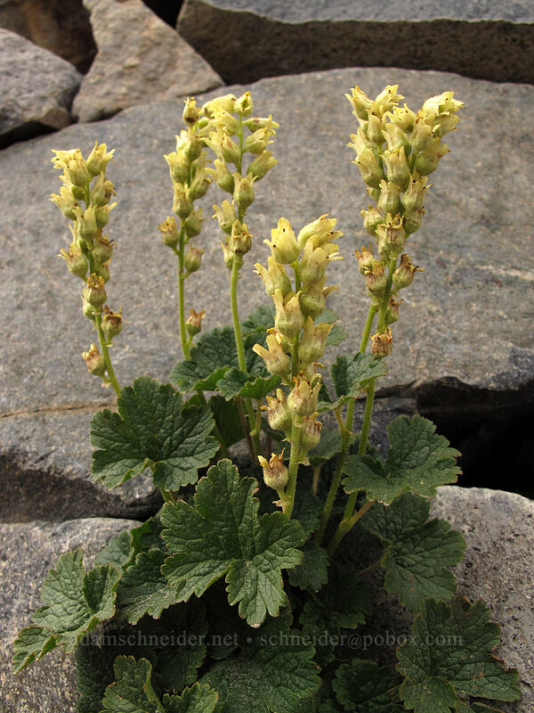 yellow coral-bells (fuzzy elmera) (Elmera racemosa) [Sourdough Ridge Trail, Mount Rainier National Park, Pierce County, Washington]