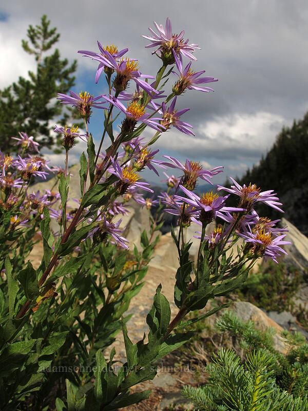Cascade asters (Doellingeria ledophylla (Eucephalus ledophyllus) (Aster ledophyllus)) [Sourdough Ridge Trail, Mount Rainier National Park, Pierce County, Washington]