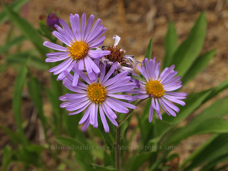 asters (Symphyotrichum sp. (Aster sp.)) [Sourdough Ridge Trail, Mount Rainier National Park, Pierce County, Washington]