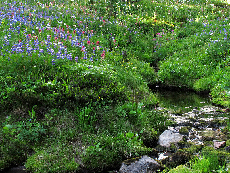 wildflowers (Lupinus latifolius, Castilleja parviflora var. oreopola, Valeriana sitchensis, Bistorta bistortoides (Polygonum bistortoides)) [Deadhorse Creek Trail, Mount Rainier National Park, Pierce County, Washington]