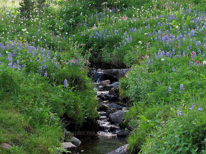 wildflowers (Lupinus latifolius, Castilleja parviflora var. oreopola, Valeriana sitchensis, Bistorta bistortoides (Polygonum bistortoides)) [Deadhorse Creek Trail, Mount Rainier National Park, Pierce County, Washington]