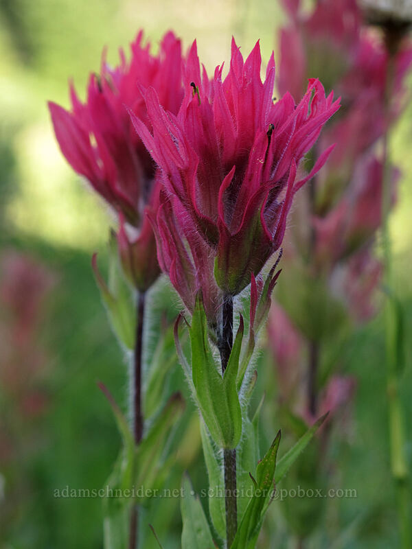 magenta paintbrush (Castilleja parviflora var. oreopola) [Deadhorse Creek Trail, Mount Rainier National Park, Pierce County, Washington]