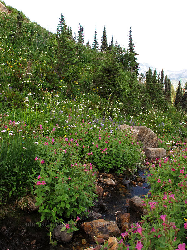 wildflowers (Erythranthe lewisii (Mimulus lewisii), Valeriana sitchensis, Lupinus latifolius, Erigeron glacialis var. glacialis) [Deadhorse Creek Trail, Mount Rainier National Park, Pierce County, Washington]