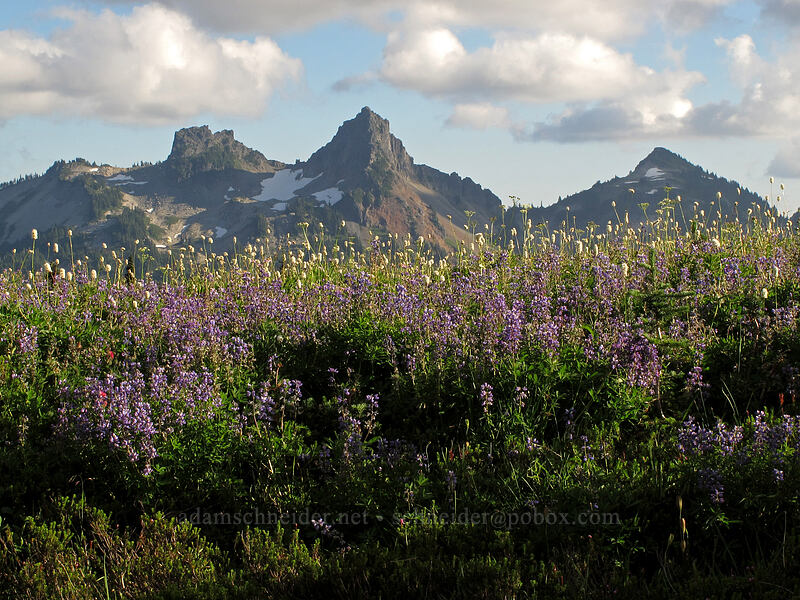 wildflowers & the Tatoosh Range (Lupinus latifolius, Bistorta bistortoides (Polygonum bistortoides), Ligusticum grayi) [Deadhorse Creek Trail, Mount Rainier National Park, Pierce County, Washington]