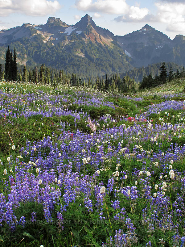 wildflowers & the Tatoosh Range (Lupinus latifolius, Castilleja parviflora var. oreopola, Bistorta bistortoides (Polygonum bistortoides), Ligusticum grayi) [Deadhorse Creek Trail, Mount Rainier National Park, Pierce County, Washington]