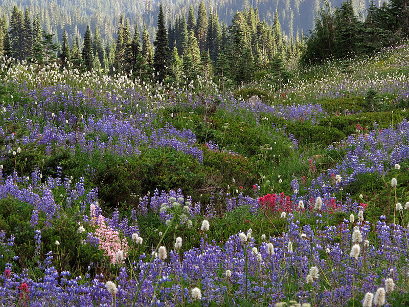 wildflowers (Lupinus latifolius, Castilleja parviflora var. oreopola, Bistorta bistortoides (Polygonum bistortoides)) [Deadhorse Creek Trail, Mount Rainier National Park, Pierce County, Washington]