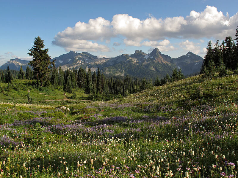 wildflowers & the Tatoosh Range (Lupinus latifolius, Castilleja parviflora var. oreopola, Bistorta bistortoides (Polygonum bistortoides)) [Deadhorse Creek Trail, Mount Rainier National Park, Pierce County, Washington]