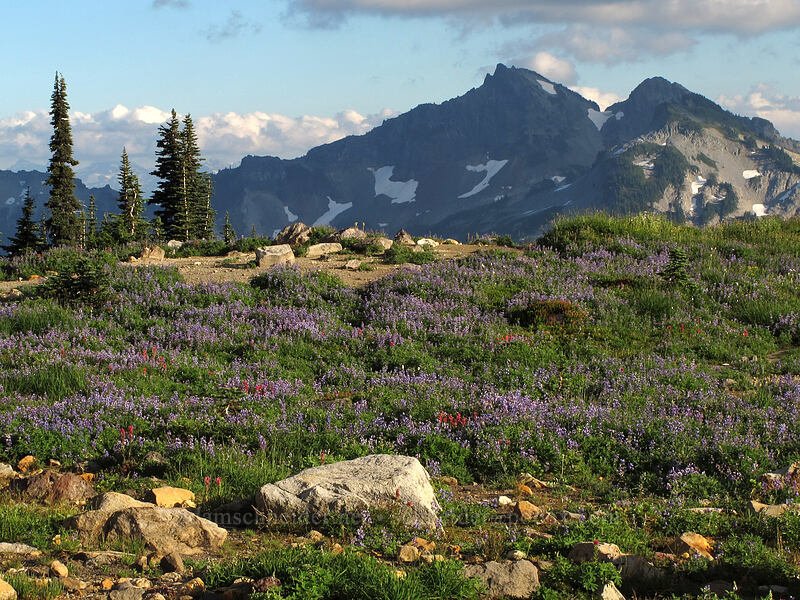 wildflowers & the Tatoosh Range (Lupinus sp., Castilleja parviflora var. oreopola, Bistorta bistortoides (Polygonum bistortoides)) [Deadhorse Creek Trail, Mount Rainier National Park, Pierce County, Washington]