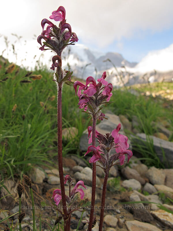 bird's-beak lousewort (Pedicularis ornithorhynchos (Pedicularis ornithorhyncha)) [Deadhorse Creek Trail, Mount Rainier National Park, Pierce County, Washington]