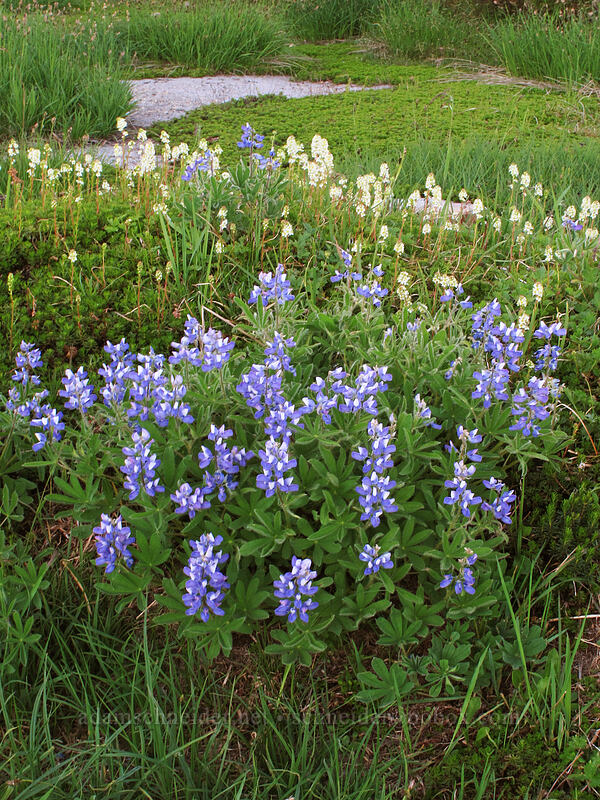 subalpine lupines & partridgefoot (Lupinus arcticus ssp. subalpinus (Lupinus latifolius ssp. subalpinus), Luetkea pectinata) [Deadhorse Creek Trail, Mount Rainier National Park, Pierce County, Washington]