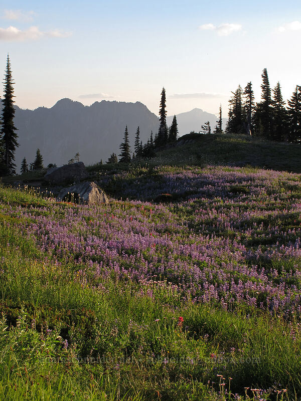 wildflowers (Lupinus sp., Castilleja parviflora var. oreopola, Erigeron glacialis var. glacialis) [Deadhorse Creek Trail, Mount Rainier National Park, Pierce County, Washington]