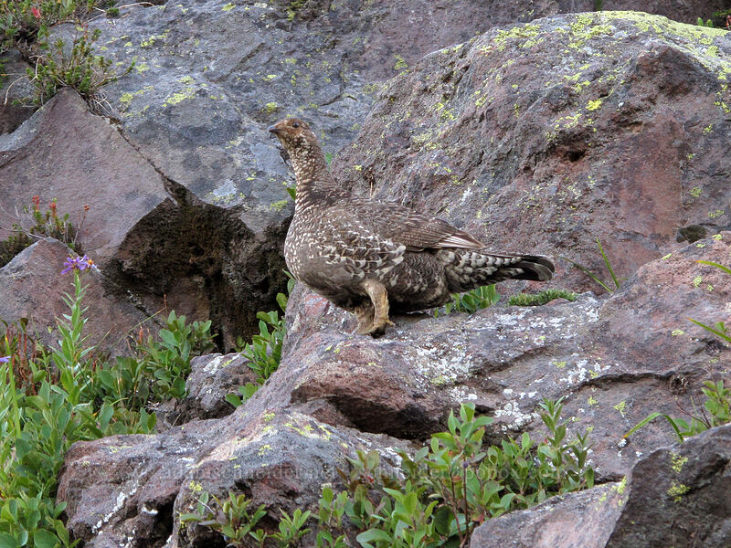 sooty grouse (Dendragapus fuliginosus) [Deadhorse Creek Trail, Mount Rainier National Park, Pierce County, Washington]