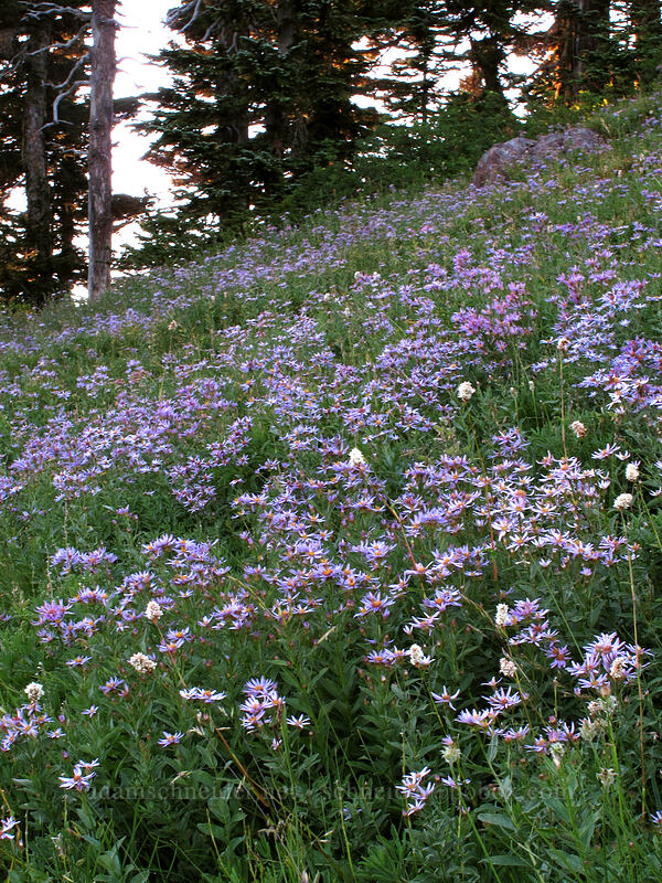 Cascade asters (Doellingeria ledophylla (Eucephalus ledophyllus) (Aster ledophyllus)) [Deadhorse Creek Trail, Mount Rainier National Park, Pierce County, Washington]