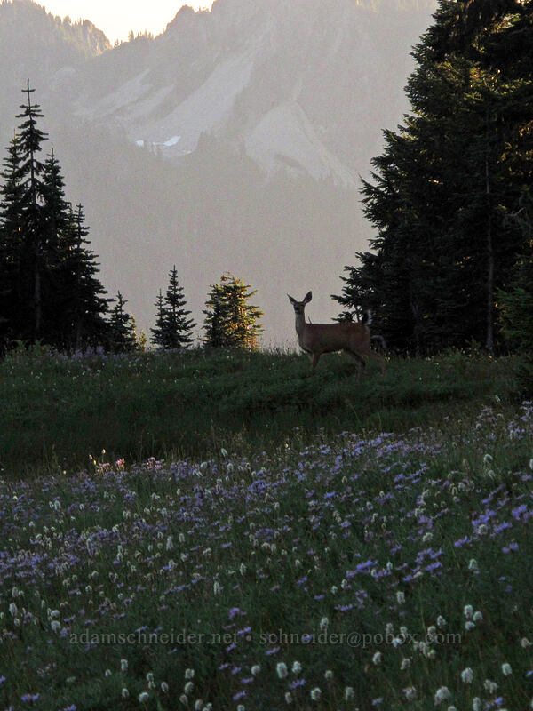 Columbian black-tailed deer (Odocoileus hemionus columbianus) [Deadhorse Creek Trail, Mount Rainier National Park, Pierce County, Washington]