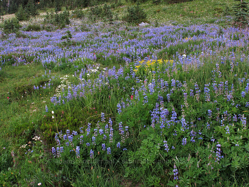 wildflowers (Lupinus latifolius, Castilleja parviflora var. oreopola, Erigeron glacialis var. glacialis, Bistorta bistortoides (Polygonum bistortoides), Valeriana sitchensis, Senecio triangularis) [Deadhorse Creek Trail, Mount Rainier National Park, Pierce County, Washington]
