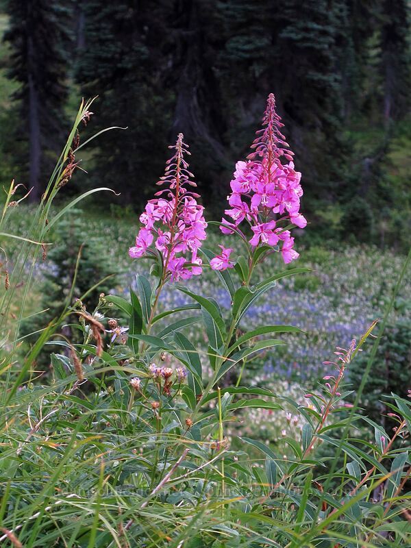 fireweed (Chamerion angustifolium (Chamaenerion angustifolium) (Epilobium angustifolium)) [Waterfall Trail, Mount Rainier National Park, Pierce County, Washington]