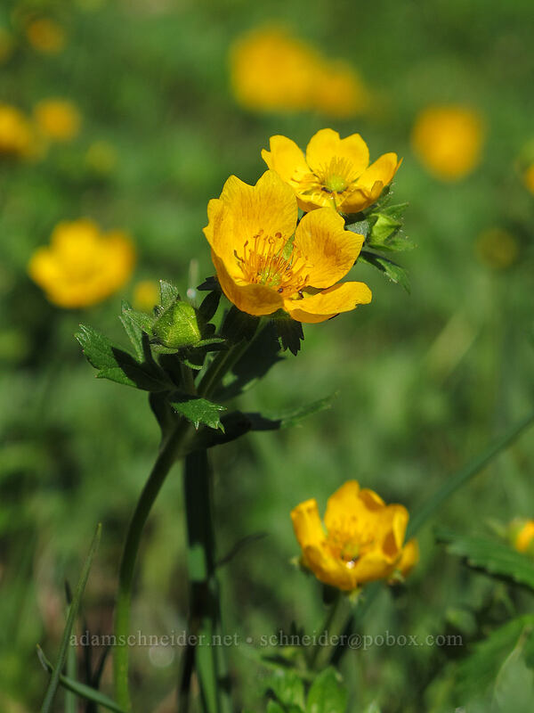 fan-leaf cinquefoil (Potentilla flabellifolia) [Scott Paul Trail, Mount Baker-Snoqualmie National Forest, Whatcom County, Washington]